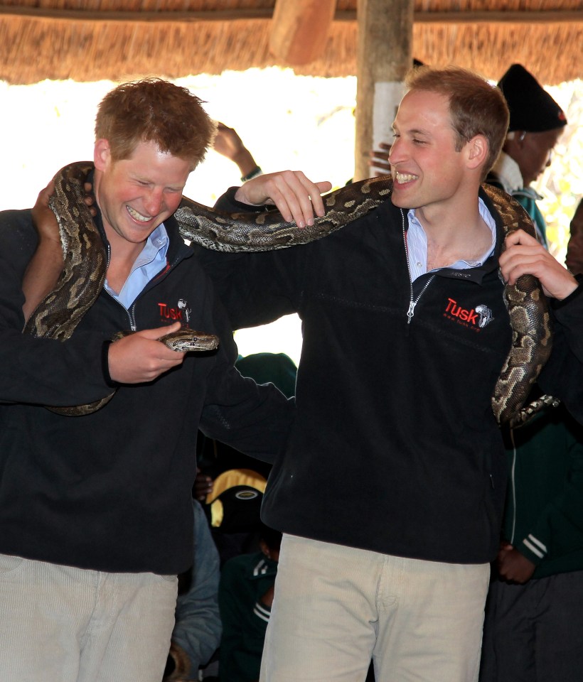 Prince Harry and Prince William holding a large African rock python.