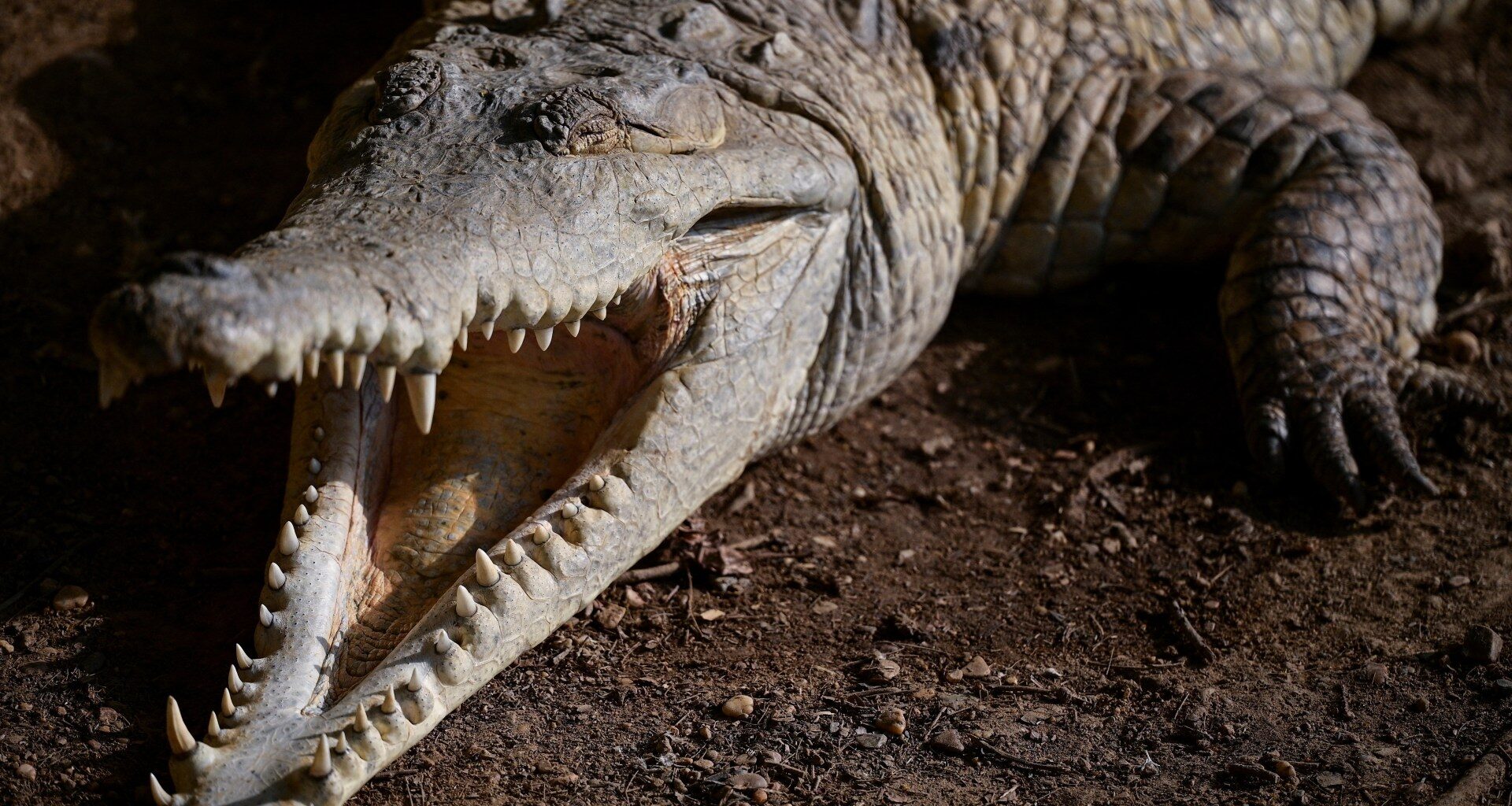 ‘Delaying extinction’: The last-ditch race to save the Orinoco crocodile | In Pictures News