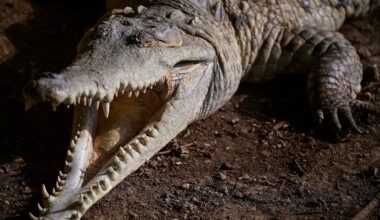 ‘Delaying extinction’: The last-ditch race to save the Orinoco crocodile | In Pictures News