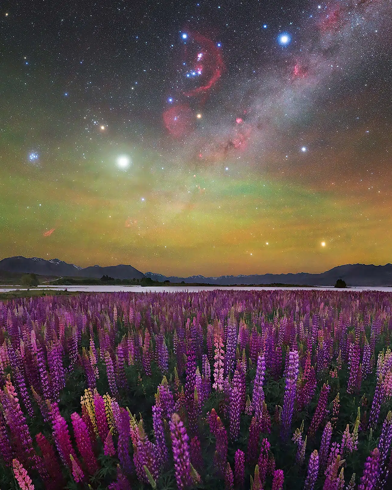 New Zealand lupine bloom with the band of the outer Milky Way, alongside the constellations Orion, Gemini, and the Pleiades overhead.