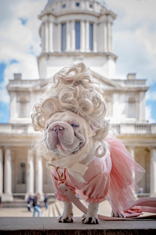 French bulldog in a wig and pink dress at a dog show.