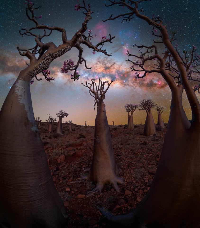 Bottle trees in Socotra under the Milky Way.