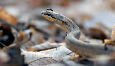 snake with ant on head.