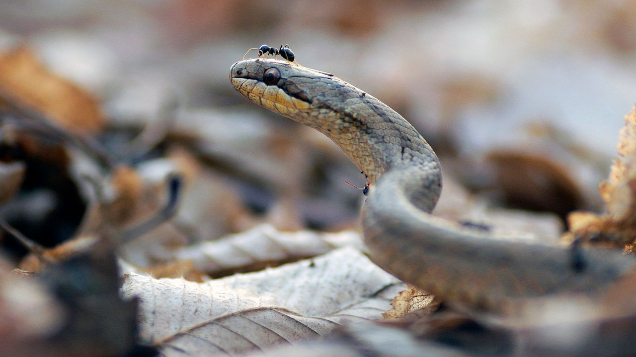 snake with ant on head.