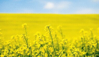 European Rapeseed Oil Futures Enter the Market on Strong Biofuels Demand