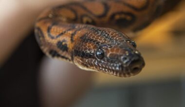 Urgent adder warning issued: Are the snakes in London and how dangerous are they?
