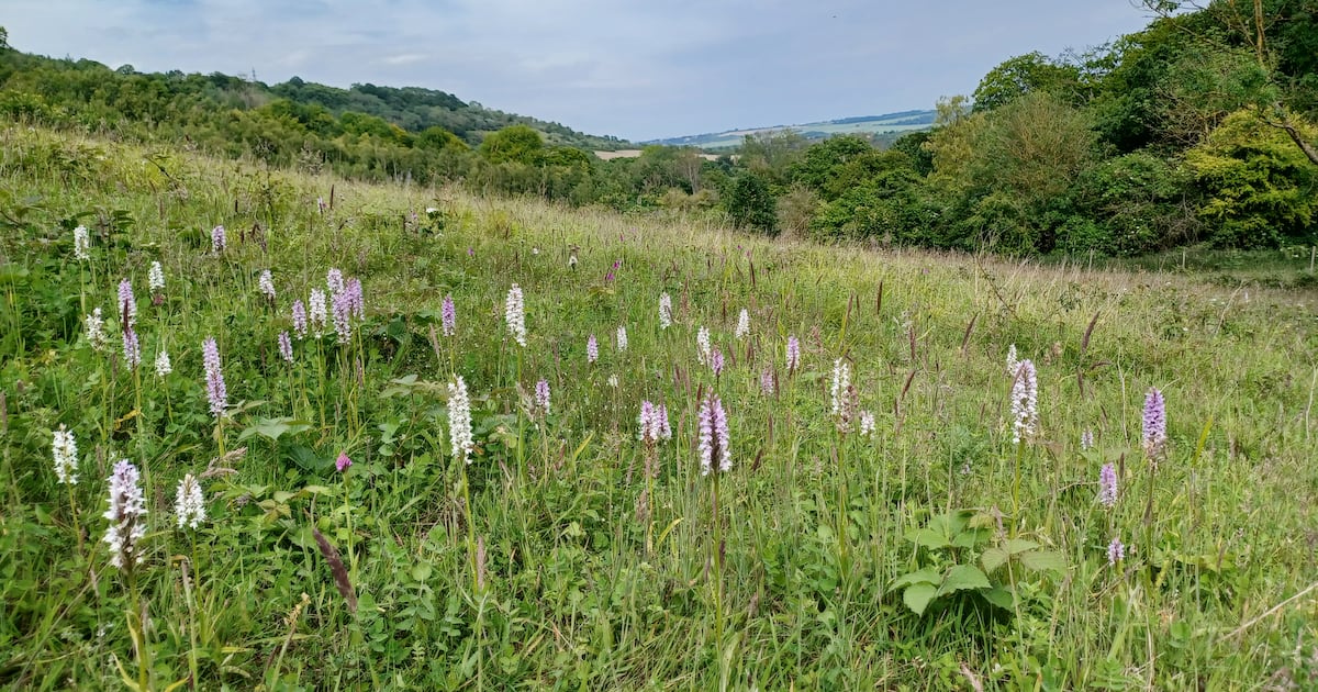 Natural England boss reveals concern over budget for nature restoration – The Irish News
