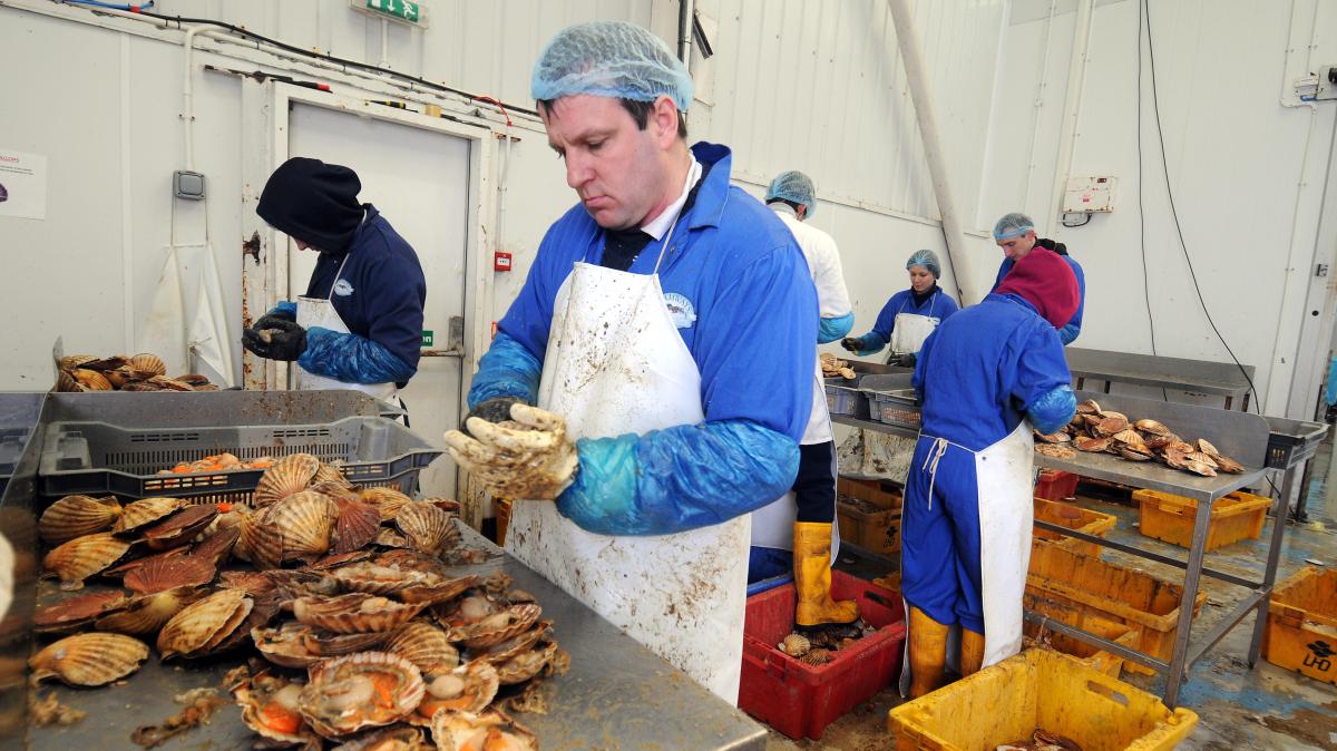 UK food producers have wasted millions on delayed post-Brexit checks