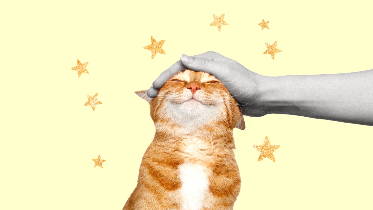 Eight out of ten ginger cats are male. Now we finally know why