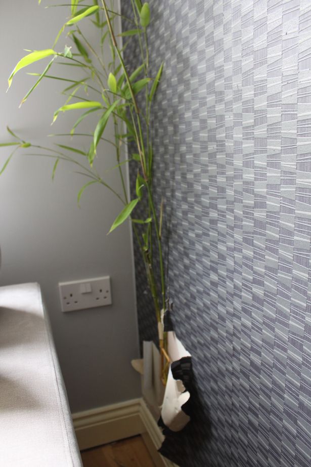 Bamboo sprouting through a wall 