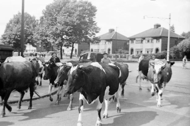 Cows would be herded along city streets when it was time for milking. Woodend Farm, Aigburth Road, Garston. 1950