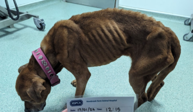 From above it was easy to see that Brindy was in poor condition and was severely underweight