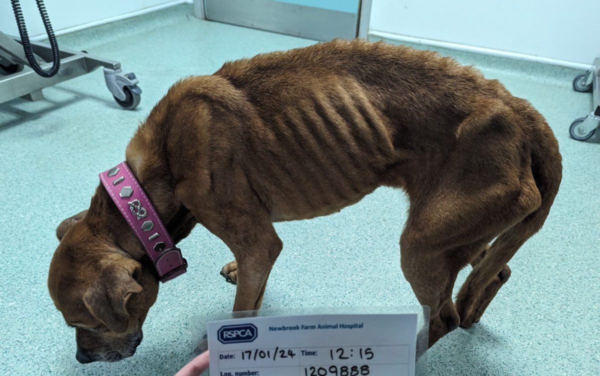 From above it was easy to see that Brindy was in poor condition and was severely underweight