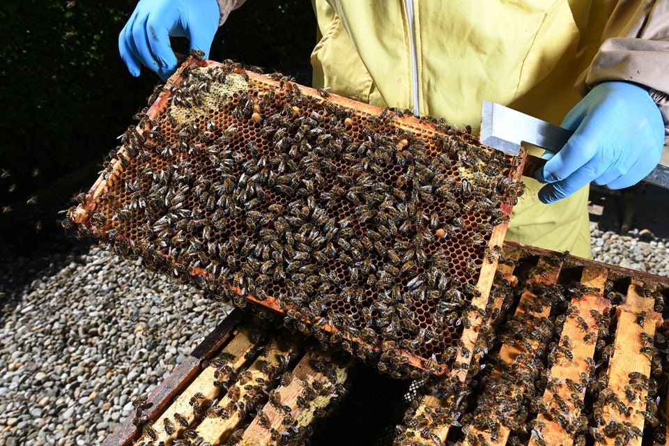 Honey bees during the weekly inspection at the Randalstown and District Beekeeper's Association apiary set in the private estate of Lord O'Neill at Shane's Castle. Pic by Charles McQuillan/Getty Images.