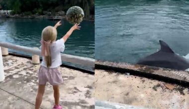 A curious girl spots a playful dolphin. Then pure magic unfolds.
