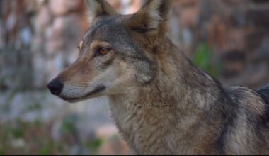 Rare Indian Grey Wolf Sighting Reported Near Yamuna In Delhi After Decades