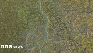 The image shows a saltmarsh from above. Channels of tidal water flow through an uneven, green landscape of marshland grasses and other plants.