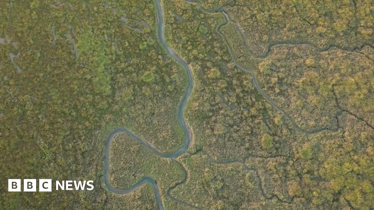 The image shows a saltmarsh from above. Channels of tidal water flow through an uneven, green landscape of marshland grasses and other plants.