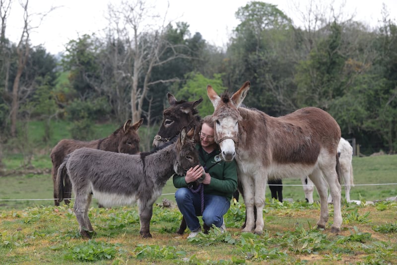 Robert Wallace from Kinedale Donkeys in Ballynahinch.
PICTURE COLM LENAGHAN