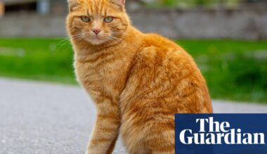 Scientists solve the mystery of ginger cats – helped by hundreds of cat owners | US news