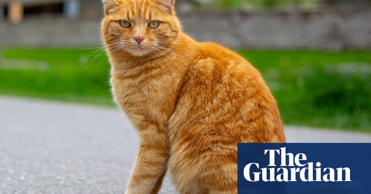 Scientists solve the mystery of ginger cats – helped by hundreds of cat owners | US news