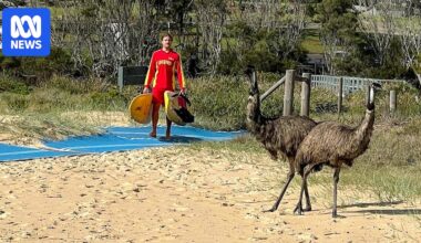 Shipment of emus that swam to mainland New South Wales now thriving at Potato Point