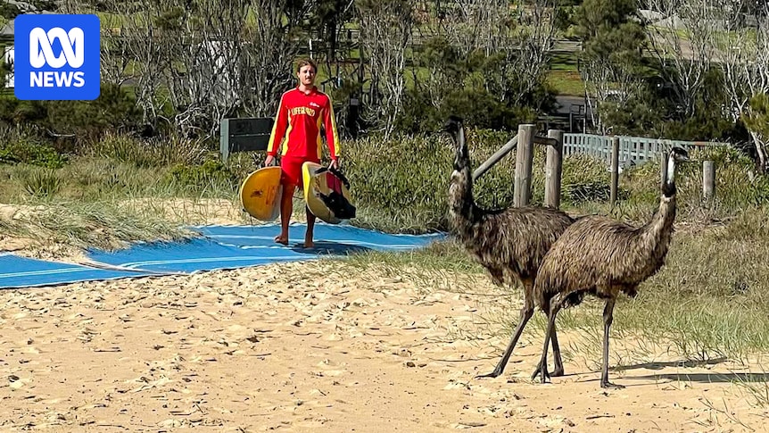 Shipment of emus that swam to mainland New South Wales now thriving at Potato Point