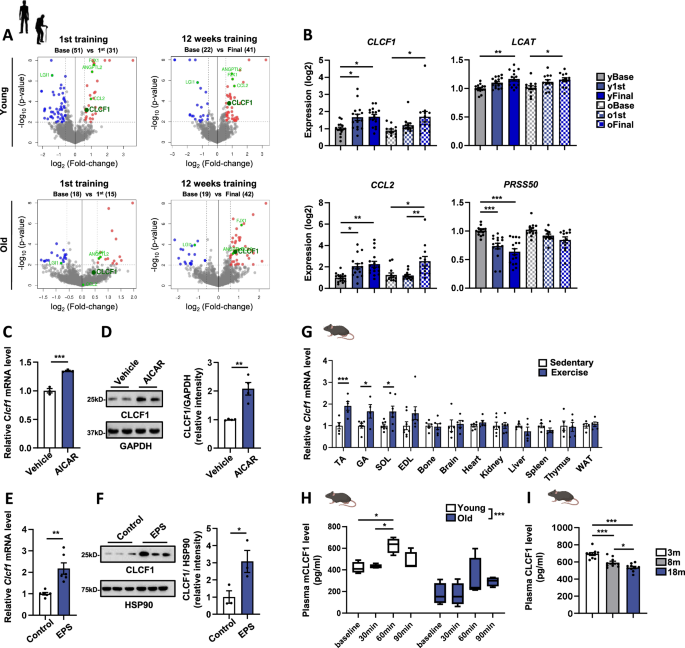 Exercise-induced CLCF1 attenuates age-related muscle and bone decline in mice