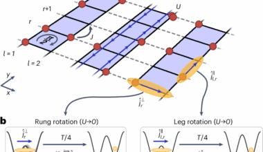 Strongly interacting Meissner phases in large bosonic flux ladders