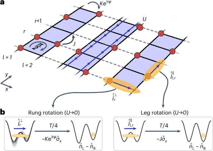 Strongly interacting Meissner phases in large bosonic flux ladders