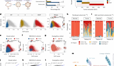 Oncofetal reprogramming drives phenotypic plasticity in WNT-dependent colorectal cancer
