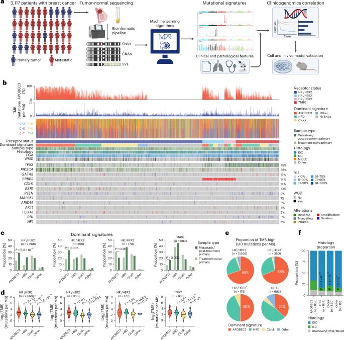 APOBEC3 mutagenesis drives therapy resistance in breast cancer