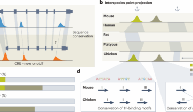 Genome synteny reveals hidden enhancer conservation