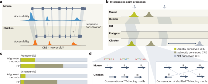 Genome synteny reveals hidden enhancer conservation