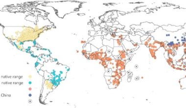 Migration extent and potential economic impact of the fall armyworm in Europe