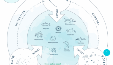 Evaluating the environmental impact of cleaning the North Pacific Garbage Patch