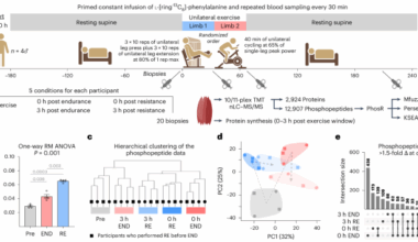 Identification of a resistance-exercise-specific signalling pathway that drives skeletal muscle growth