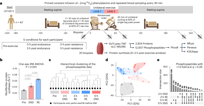Identification of a resistance-exercise-specific signalling pathway that drives skeletal muscle growth