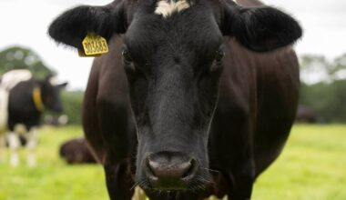 Wayward cow closes carriageway in Co Tyrone – The Irish News