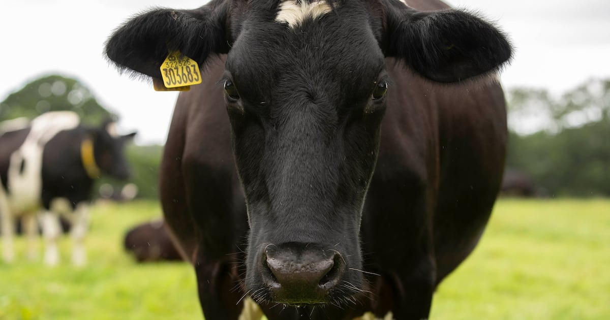 Wayward cow closes carriageway in Co Tyrone – The Irish News