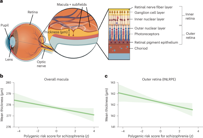 Genetic susceptibility to schizophrenia through neuroinflammatory pathways associated with retinal thinness