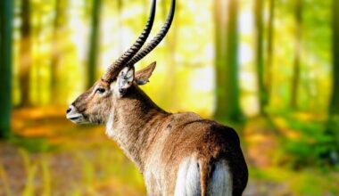 Search for the mythical Asian unicorn: New genetic clues emerge