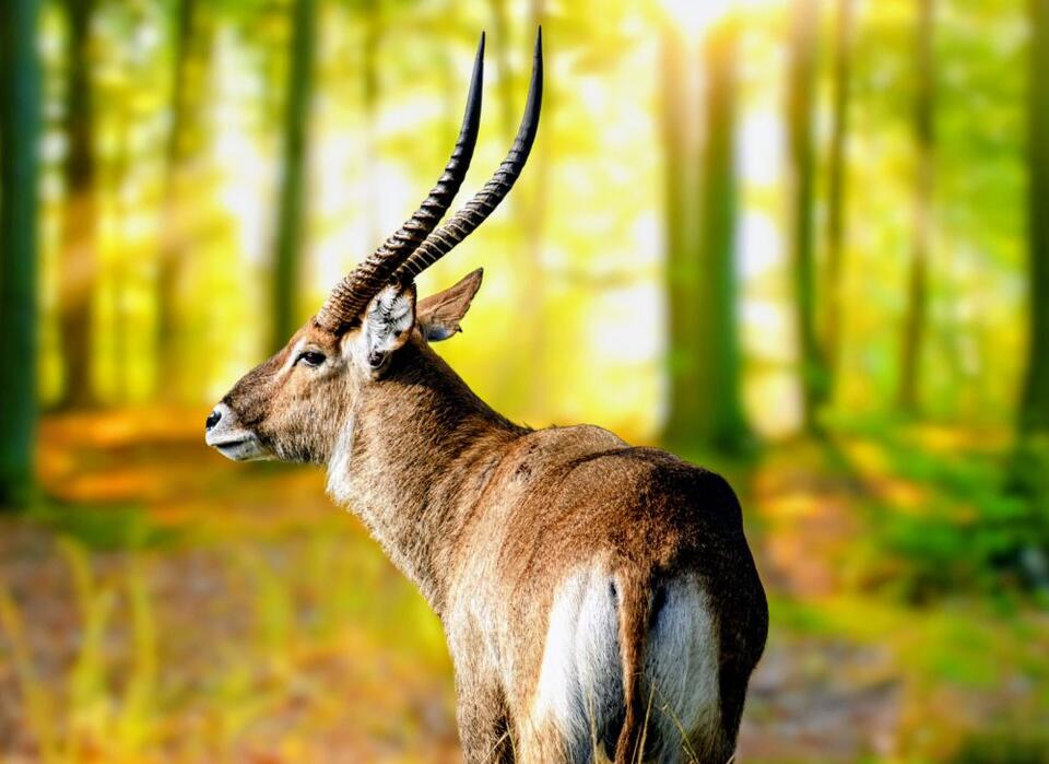 Search for the mythical Asian unicorn: New genetic clues emerge