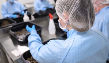 High times for German cannabis firm amid medical boom