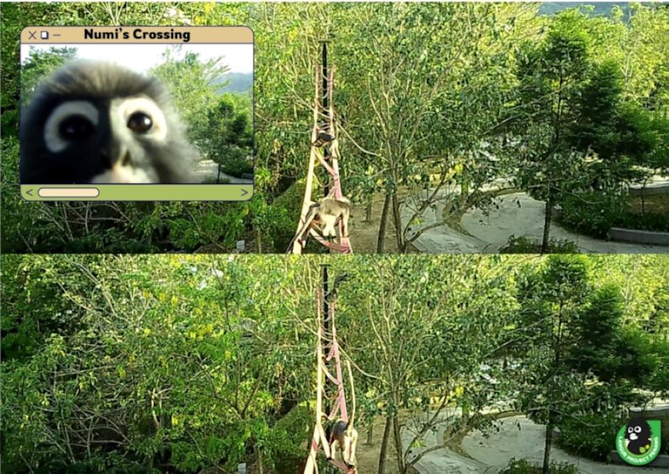 Langur Project Penang makes animal crossing above traffic for primates and rodents to avoid vehicles below and find shelter during storms. — Picture by Langur Project Penang (LPP).