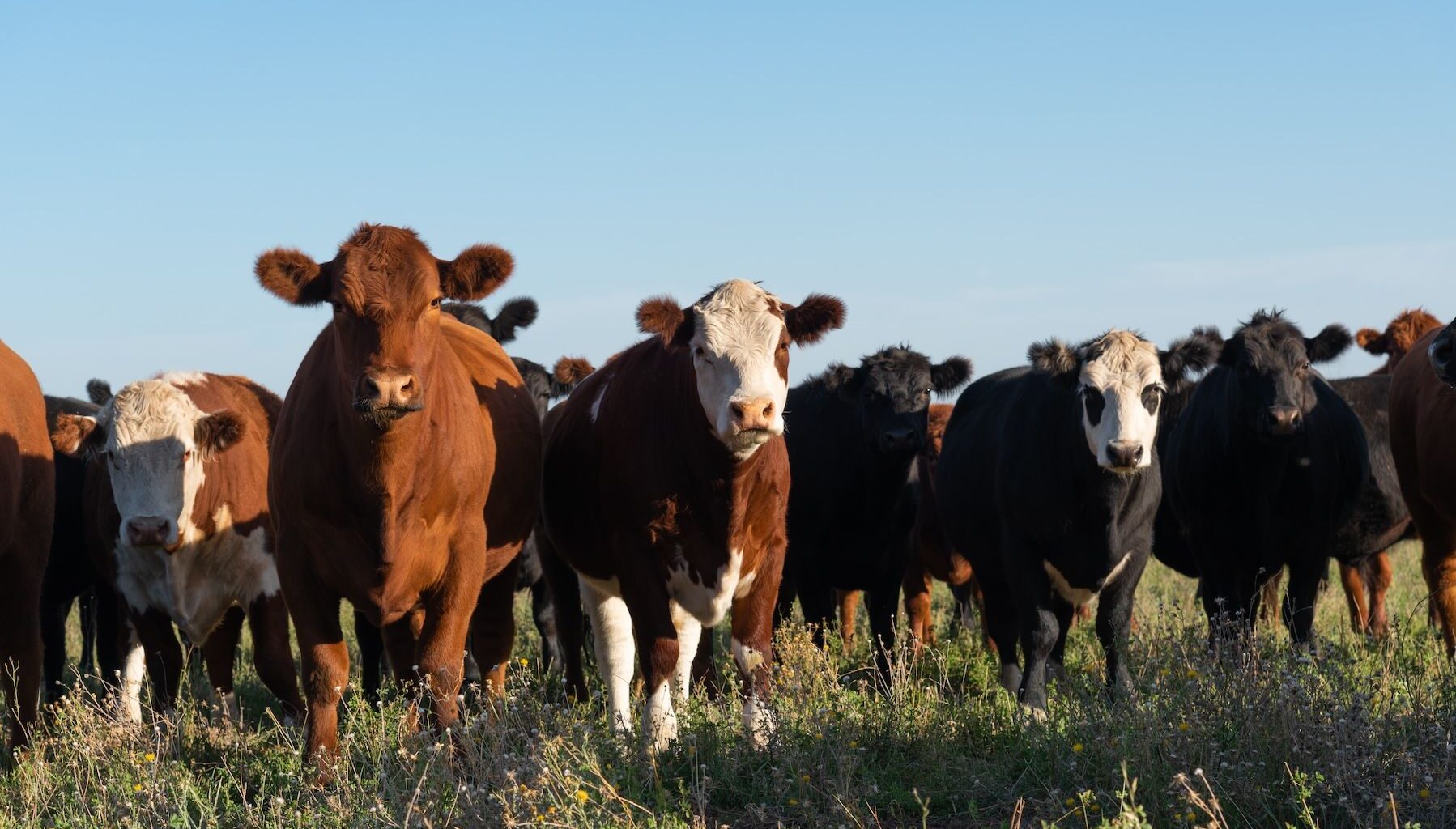 Fighting greenhouse gas emissions with cattle genetics