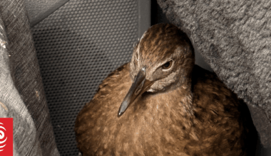 Weka hitches a 300 kilometre ride to Christchurch