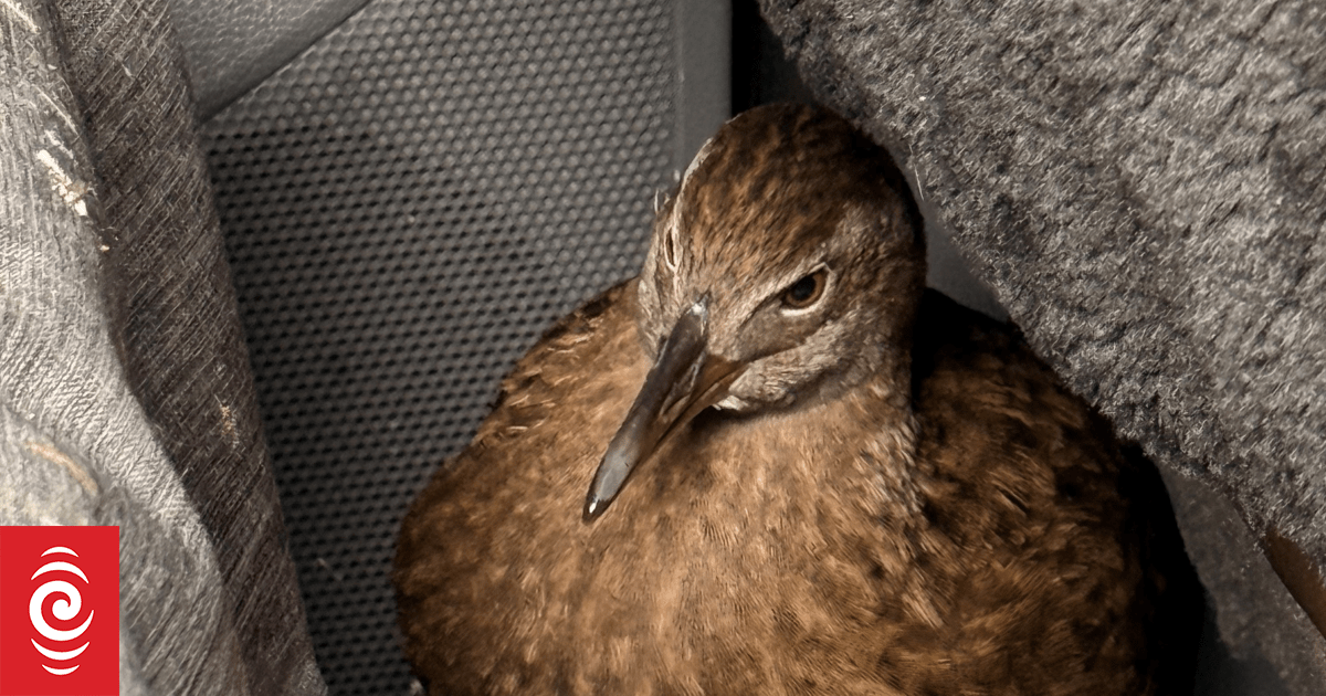 Weka hitches a 300 kilometre ride to Christchurch