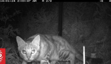 Renewed calls for cat bylaws as feral numbers surge