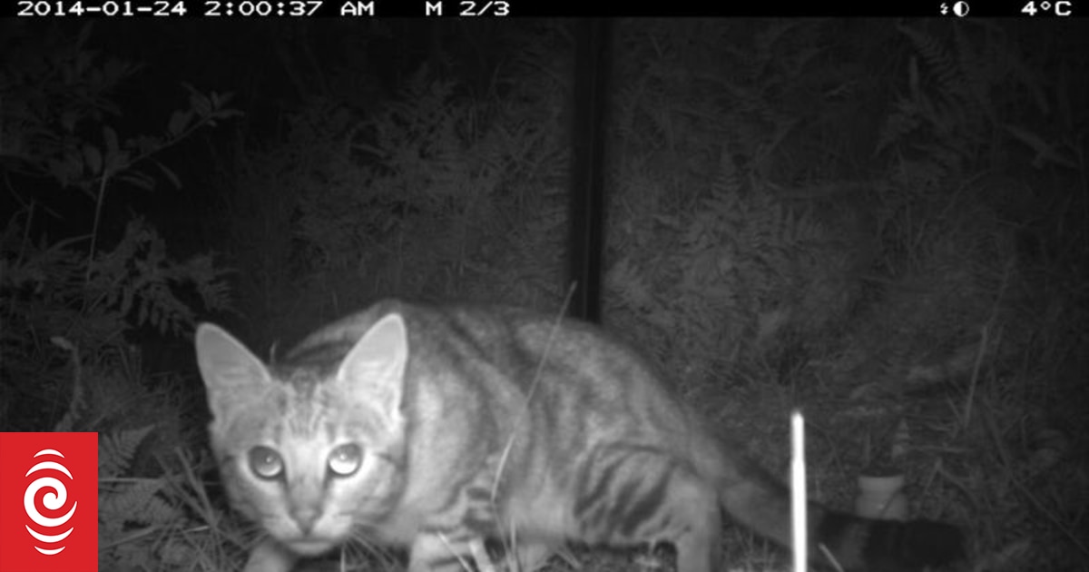 Renewed calls for cat bylaws as feral numbers surge